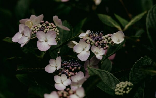 Šis terminas lemia viską: patarimai, kada tręšti, kad hortenzijos sprogtų žiedais