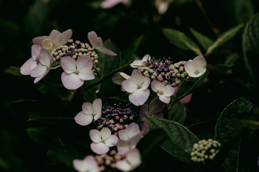 Šis terminas lemia viską: patarimai, kada tręšti, kad hortenzijos sprogtų žiedais