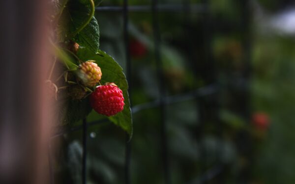 Aviečių kenkėjai: praktiški patarimai, kaip apsaugoti derlių natūraliomis priemonėmis