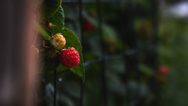 Aviečių kenkėjai: praktiški patarimai, kaip apsaugoti derlių natūraliomis priemonėmis