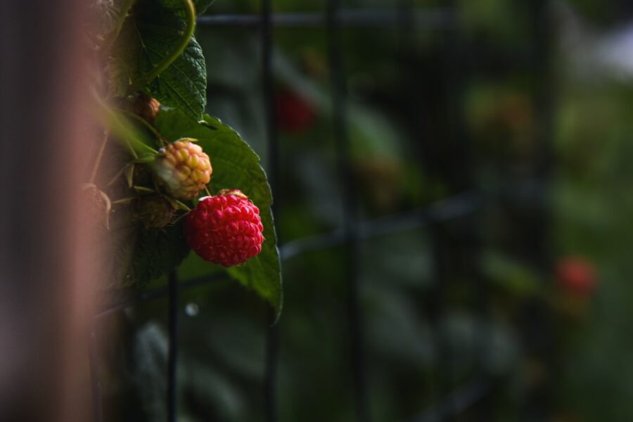 Aviečių kenkėjai: praktiški patarimai, kaip apsaugoti derlių natūraliomis priemonėmis