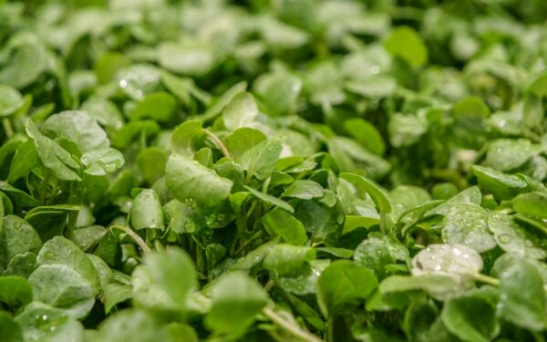 Nauda ir paprasti patarimai, kaip auginti vandens rėžiukus, kad derlius būtų pastovus