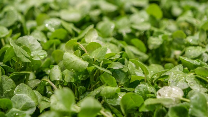 Nauda ir paprasti patarimai, kaip auginti vandens rėžiukus, kad derlius būtų pastovus