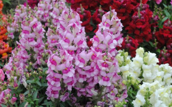 Karščiui atspari gėlė ilgam žydėjimui: angelonijos auginimas vazonuose ir kokias gėles sodinti kartu