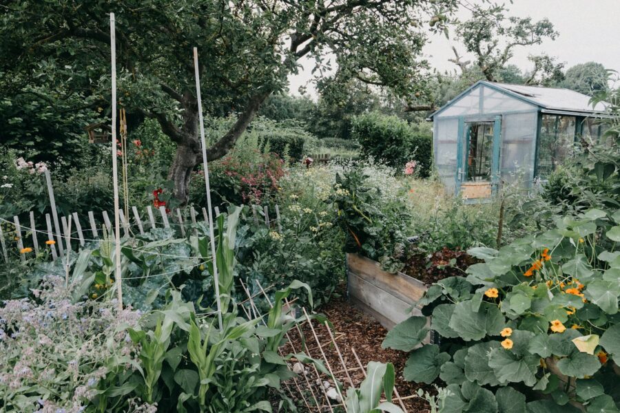 Sodo genėjimas pavasarį: sužinokite, kurie augalai atsidėkos, o kurie gali nukentėti