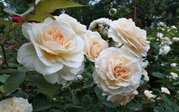 Natūralios trąšos rožėms: paprastas planas visam sezonui ir patarimai, kas iš tikrųjų veikia geriausiai