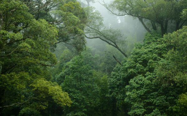 Amazonija praranda svarbiausią klimato funkciją: miškai nebespėja kompensuoti emisijų
