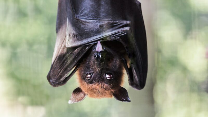 Danijos sprendimas nustebino: sužinokite, kaip raudonos lempos padeda saugoti gamtą