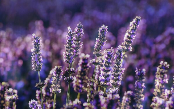 Šis levandų genėjimo triukas daro stebuklus: sužinokite, kada jas kirpti, kad žydėtų gausiau