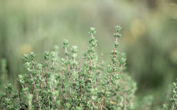 Čiobrelių purškalas: receptas ir patarimai, kada naudoti ir kokiems augalams tinka