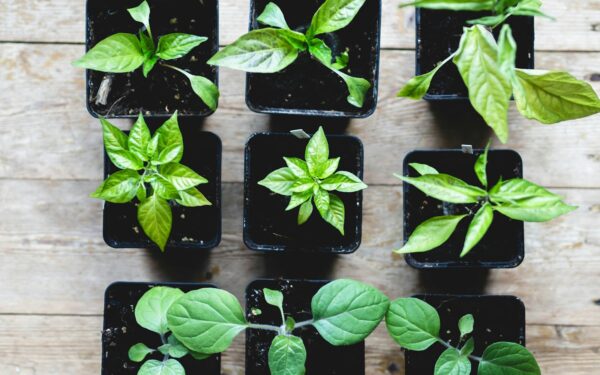 Stiprūs daigai prasideda čia: keli žingsniai, kaip užauginti tvirtus pomidorus ir paprikas