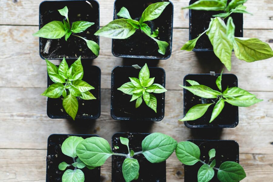 Stiprūs daigai prasideda čia: keli žingsniai, kaip užauginti tvirtus pomidorus ir paprikas