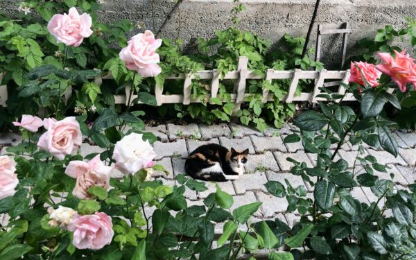 Laistymas, mulčiavimas ir apsauga nuo ligų: paprasti žingsniai sveikesniems krūmams