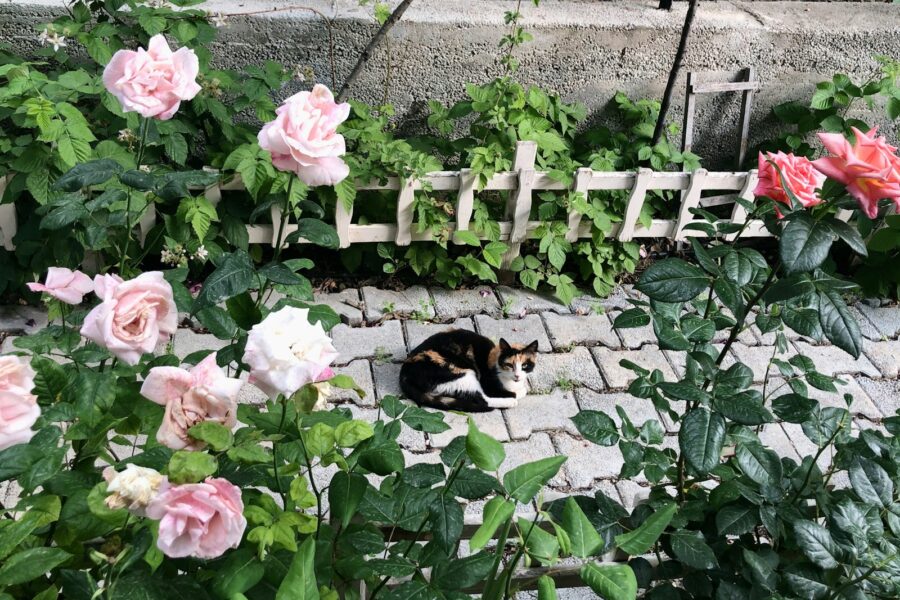 Laistymas, mulčiavimas ir apsauga nuo ligų: paprasti žingsniai sveikesniems krūmams