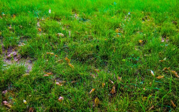 Jei matote šias geltonas dėmes, nelaukite: lervos gali sunaikinti veją per trumpą laiką