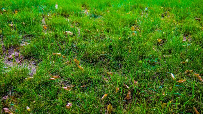 Jei matote šias geltonas dėmes, nelaukite: lervos gali sunaikinti veją per trumpą laiką