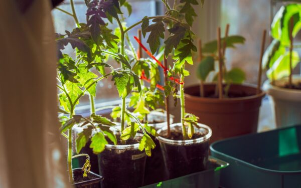 Viena klaida prieš sodinimą gali sustabdyti augimą: pirmos 7 dienos lemia, ar pomidorai klestės