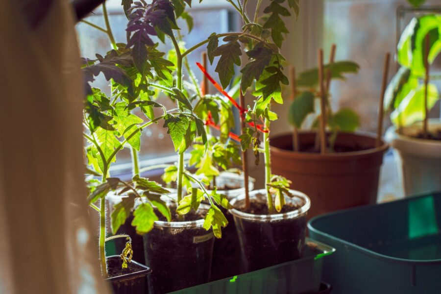 Viena klaida prieš sodinimą gali sustabdyti augimą: pirmos 7 dienos lemia, ar pomidorai klestės