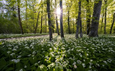 Atpažinimas, augavietės ir paruošimas: grybavimo patarimai, ką reikia žinoti apie tuopinį kreivabudį