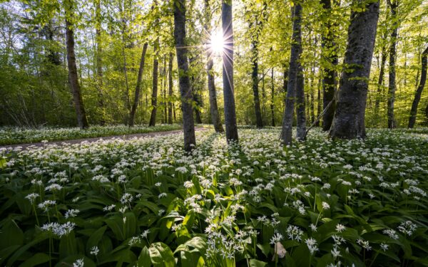 Atpažinimas, augavietės ir paruošimas: grybavimo patarimai, ką reikia žinoti apie tuopinį kreivabudį