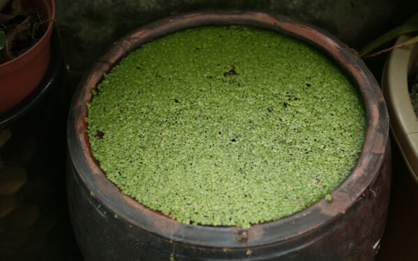 Natūralu, bet pavojinga: sužinokite, kaip neteisingai naudojamos trąšos gadina daržą