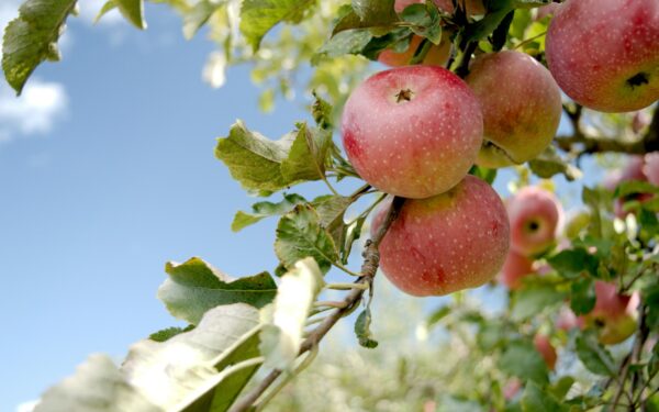 „Ispaniško krūmo“ metodas: paprastesnė priežiūra ir lengvesnis derliaus nuėmimas