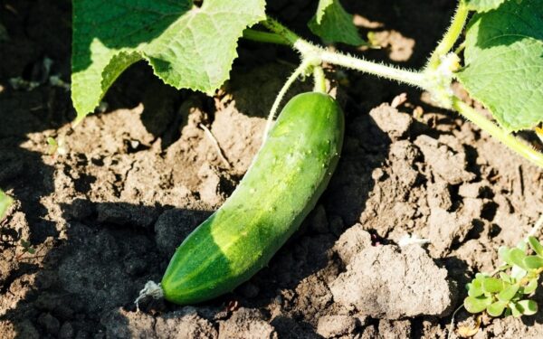 Norite agurkus rinkti kibirais? Viskas priklauso nuo vieno dalyko, padarykite tai prieš sodinimą