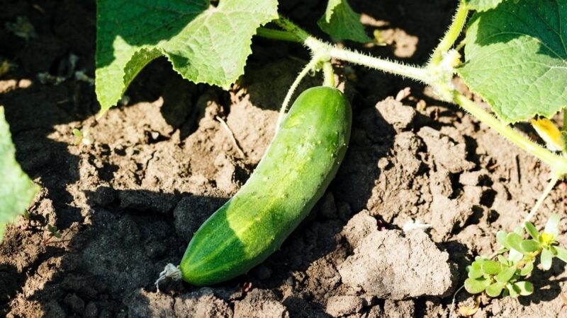 Norite agurkus rinkti kibirais? Viskas priklauso nuo vieno dalyko, padarykite tai prieš sodinimą