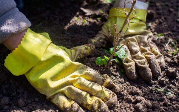 Tai sužinoję, imbiero pardotuvėje daugiau nebepirksite: prireiks tik vieno gabalėlio, o rezultatas priblokš