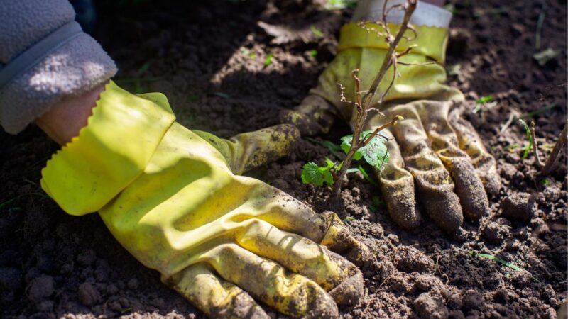 Tai sužinoję, imbiero pardotuvėje daugiau nebepirksite: prireiks tik vieno gabalėlio, o rezultatas priblokš