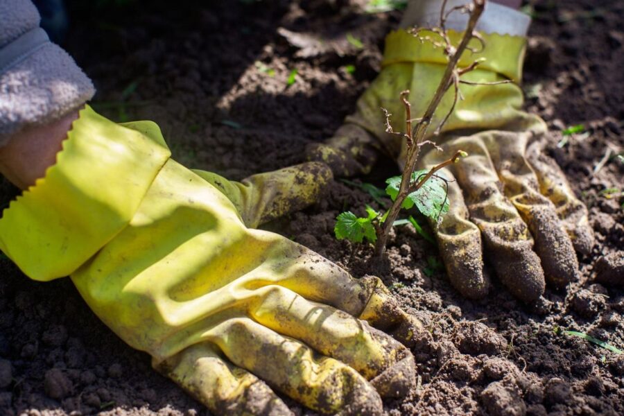 Tai sužinoję, imbiero pardotuvėje daugiau nebepirksite: prireiks tik vieno gabalėlio, o rezultatas priblokš
