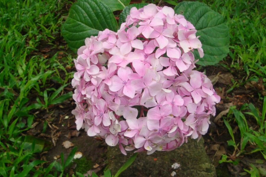 Hortenzijos žiedas.