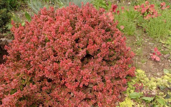 Nematomas pavojus prie namų: šis dekoratyvinis krūmas gali būti tikras rojus erkėms