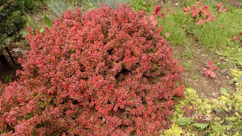 Nematomas pavojus prie namų: šis dekoratyvinis krūmas gali būti tikras rojus erkėms