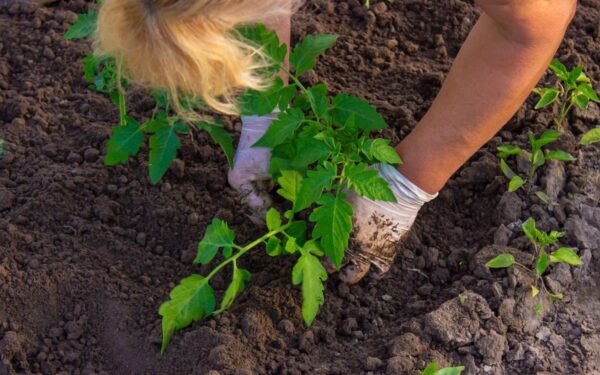 Pomidorai neauga ne be priežasties: viena klaida sodinant gali sugadinti visą derlių