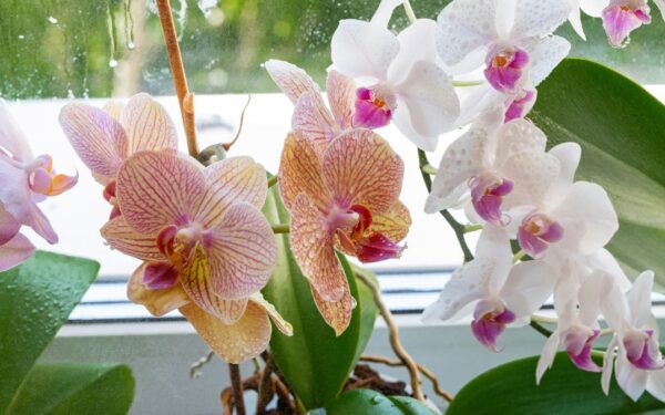 Šis tirpalas gali prikelti net „mirusias“ orchidėjas: sodininkai pasidalijo neįkainojamu patarimu