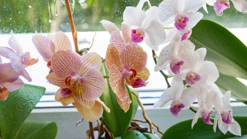 Šis tirpalas gali prikelti net „mirusias“ orchidėjas: sodininkai pasidalijo neįkainojamu patarimu