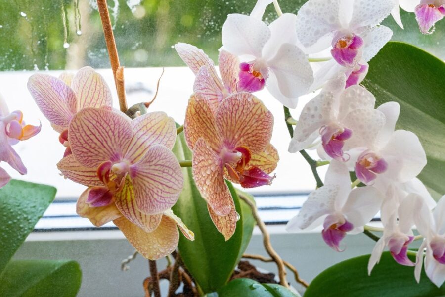 Orchidėjos.