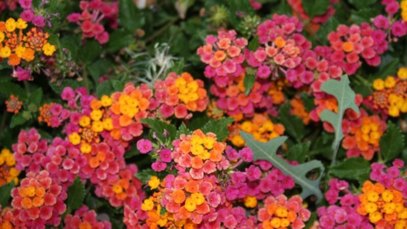 10 svyrančių balkoninių gėlių, kurios iki rudens pavers palanges žydinčiomis kaskadomis