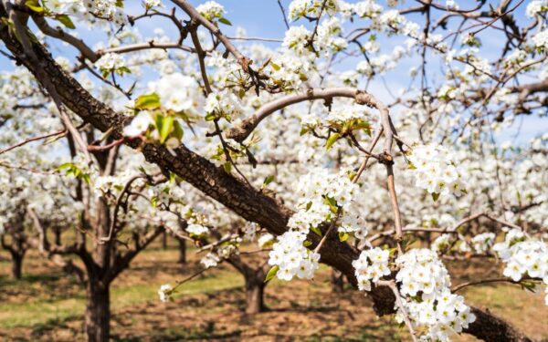 Nors ant kriaušės daug žiedų, vaisių galite nesulaukti: norint gausaus derliaus, šį žingsnį būtina atlikti dabar