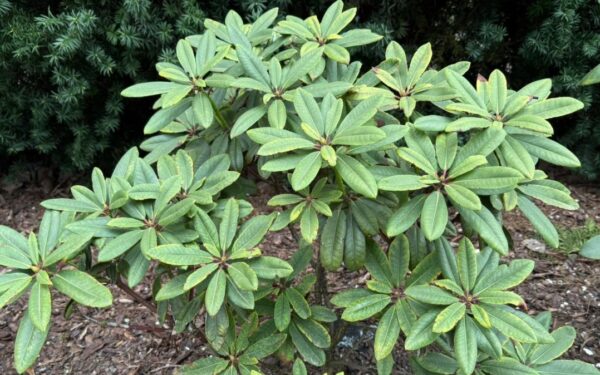 Rododendronai skursta? Ši pamiršta priemonė gali viską pakeisti, rezultatas nustebins net patyrusius