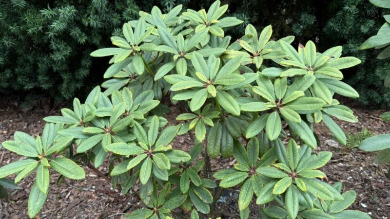 Rododendronai skursta? Ši pamiršta priemonė gali viską pakeisti, rezultatas nustebins net patyrusius
