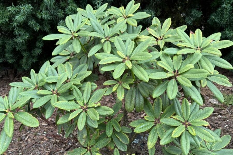 Rododendras.
