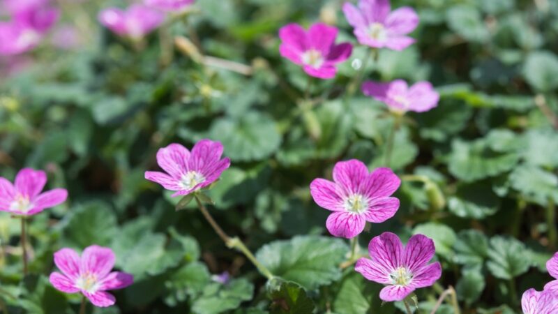 Sodininkai ją vadina „tinginių svajone“: beveik nereikalauja vandens, bet žydi be sustojimo