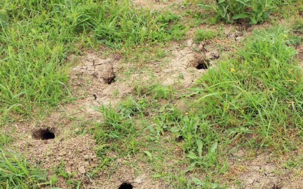 Viena klaida – ir jūsų daržą užplūs kurkliai: štai ko nepadaro daugelis, bet turėtumėte jūs