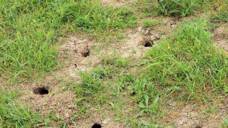 Viena klaida – ir jūsų daržą užplūs kurkliai: štai ko nepadaro daugelis, bet turėtumėte jūs
