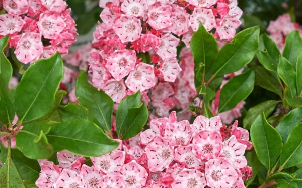 Sodininkai rododendrų nebenori: šis retas krūmas pavasarį atrodo lyg iš pasakos