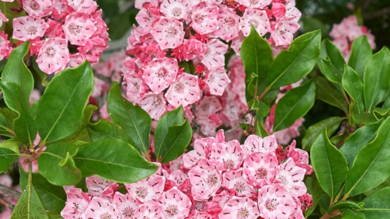 Sodininkai rododendrų nebenori: šis retas krūmas pavasarį atrodo lyg iš pasakos