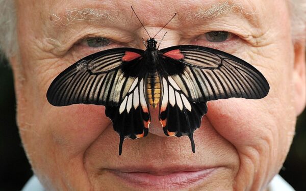 Nuo nespalvotos televizijos iki klimato krizės perspėjimų: Davidas Attenborough švenčia 100 metų jubiliejų