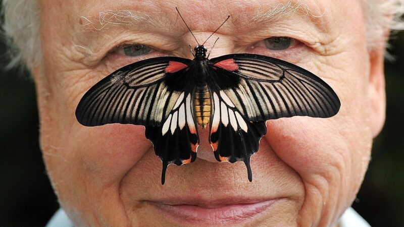 Nuo nespalvotos televizijos iki klimato krizės perspėjimų: Davidas Attenborough švenčia 100 metų jubiliejų